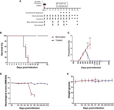 Kinetics of monocyte subpopulations during experimental cerebral malaria and its resolution in a model of late chloroquine treatment